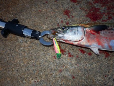 ベイト‼潮目‼ボイル‼【20251102】